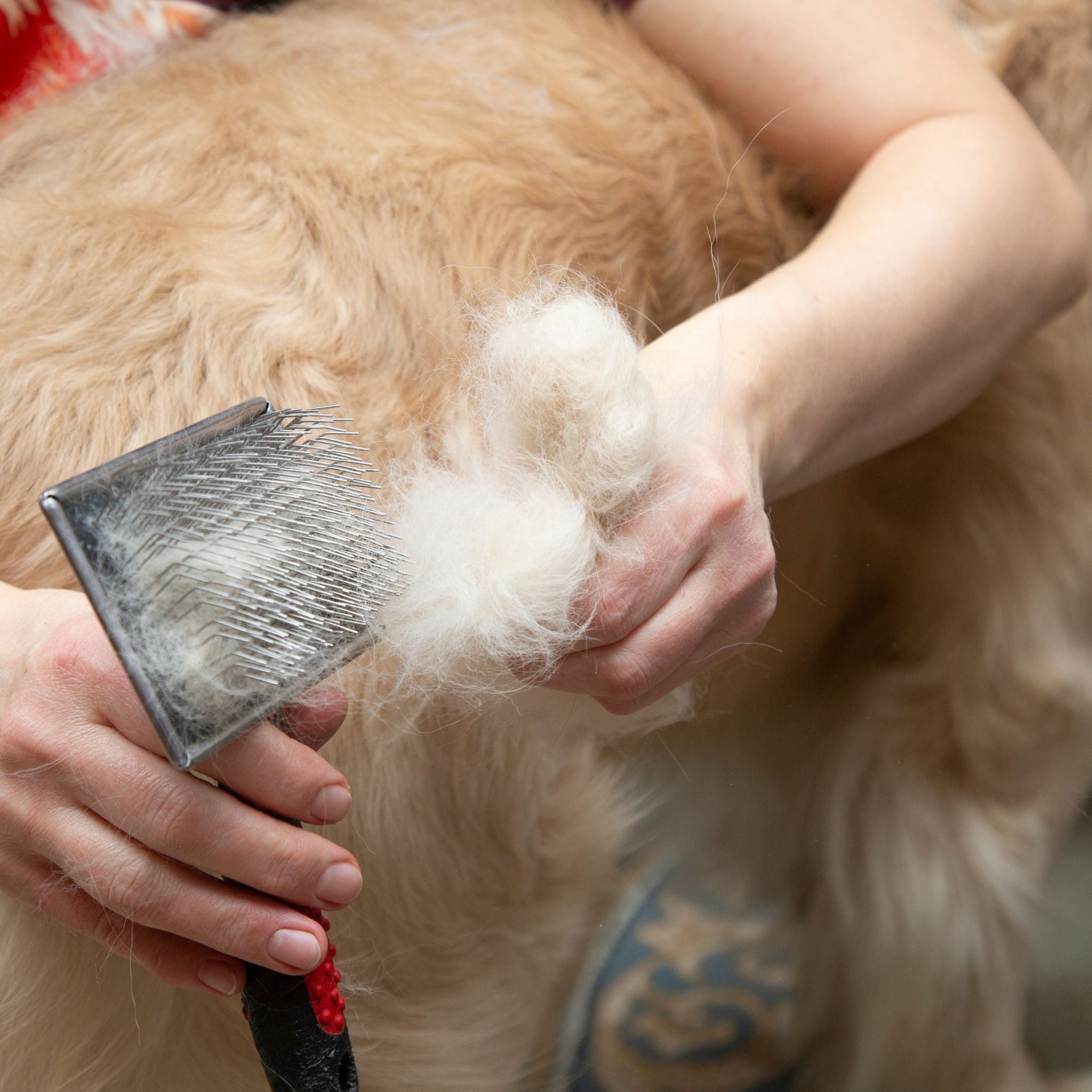 A Comprehensive Guide to Pet Hair Care