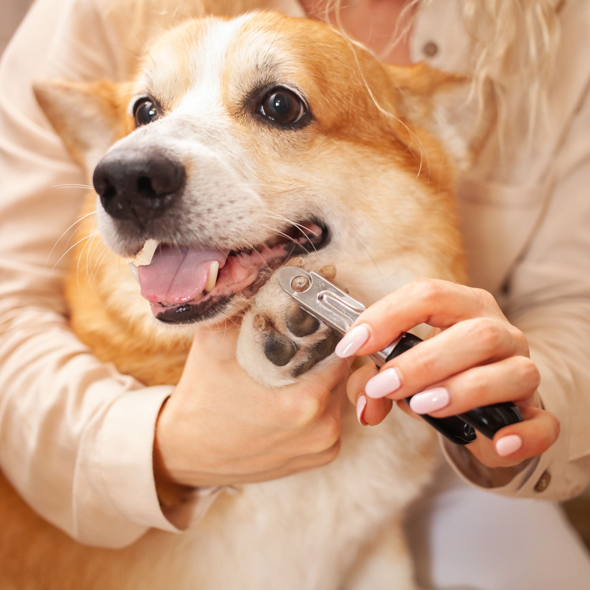 The Essential Guide to Pet Nail Care