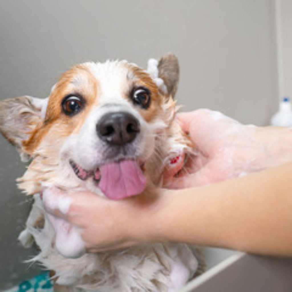 The Ultimate Guide to Pet Bathing